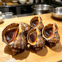 Fresh Sea Snails Premium Gourmet Delight